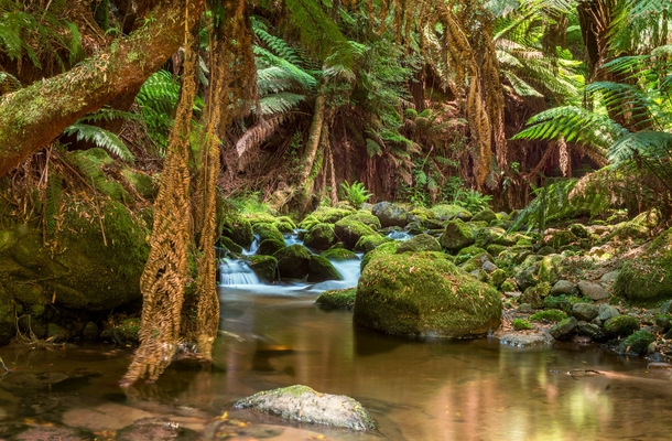 A rainforest stream in Northern Tasmania 
