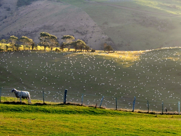 A ram and his ewes Coastal Otago NZ 