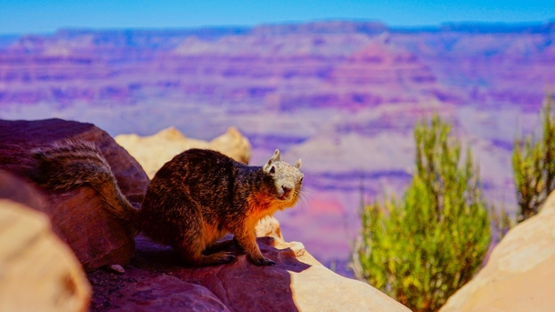 A random squirrel got in my way while I was taking pictures of Grand Canyon National park  x