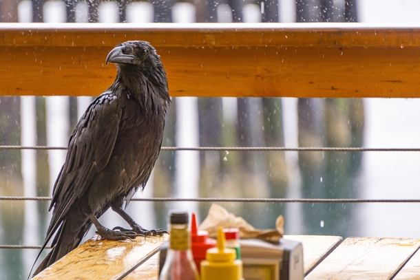 A raven patiently waiting to be served its lunch 
