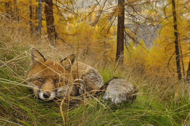 A red fox lies in wait camouflaged in the autumn woods in Italys Gran Paridiso National Park Stefano Unterthiner 