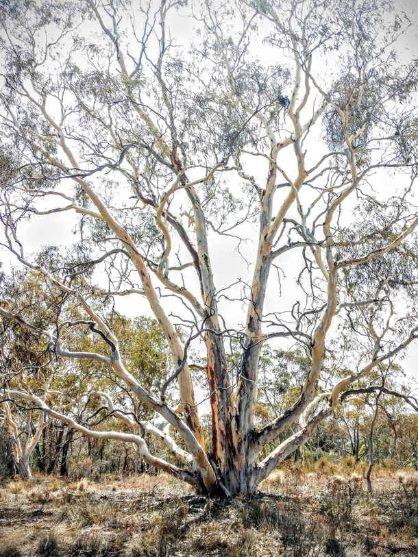 A reminder of how beautiful the Australian bush can be  -Lachlan Valley NSW