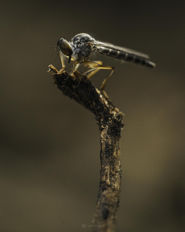 A robber fly waiting for its next ambush