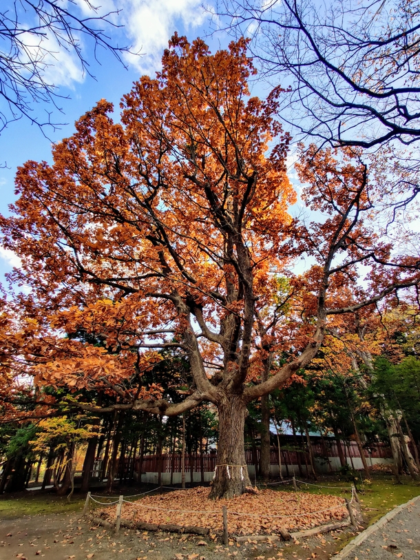 A sacred tree Hokkaido Shrine Sapporo x 