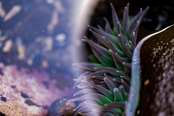 A Sea Anemone I found out in some tidepools a few hours from my house