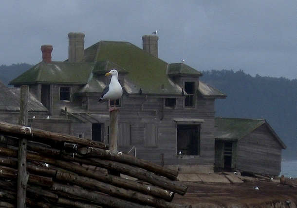 A seagull stands guard over the abandoned Lighthouse Keepers House Ao Nuevo Island California 