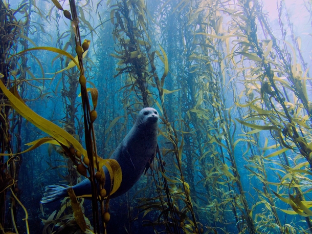 a seal in a kelp forest 