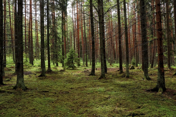 A serene forest in Upplands Vsby Sweden 