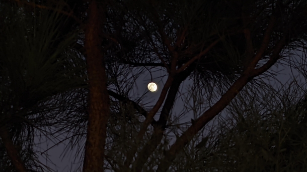 A shot of the moon through the trees in Georgia