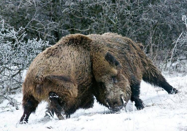 A showcase of brute strength Two big wild boars fighting over mating rights during rutting season