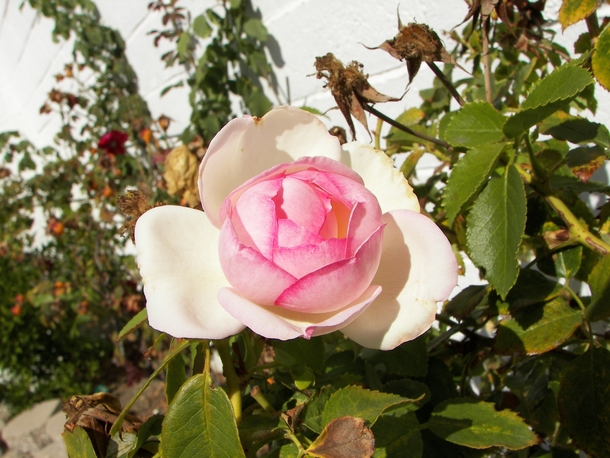 A simple rose 