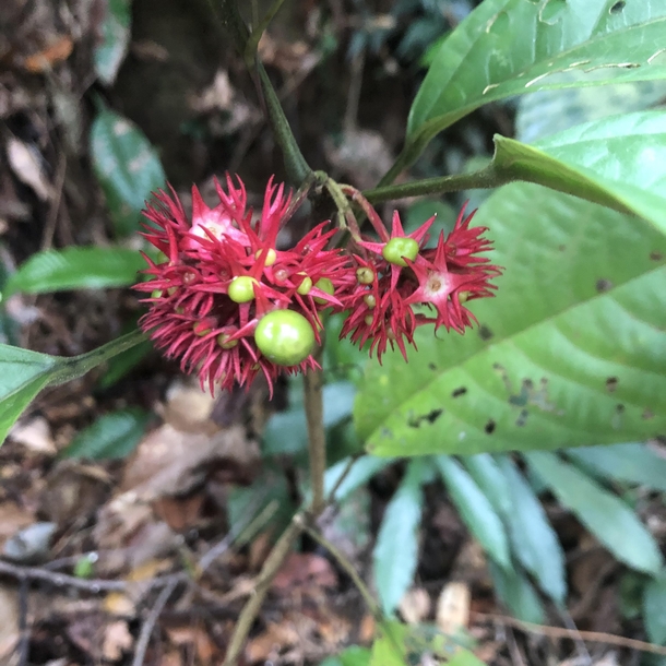 A sinister name A nodding witchs tongue Clerodendrum deflexum in fruit 