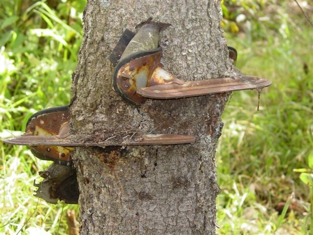 A skate my grandpa left in a tree in the s at his old family farm in northern Canada 