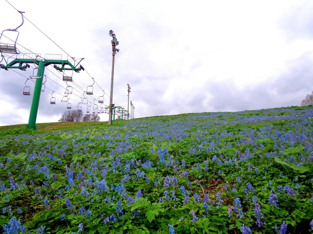 A ski slope in springtime - Asahikawa Hokkaido Japan 