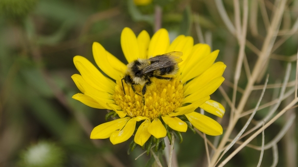A snacking bee in Yellowstone Park 