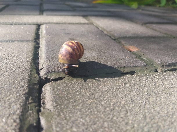 A Snail passing by Tagaytay_Philippines