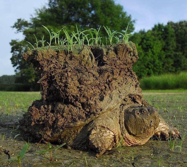 A snapping turtle just after emerging from hibernating buried in the mud This is where the Native American legends of the Earth being brought into existence and carried on the shell of a turtle originated from