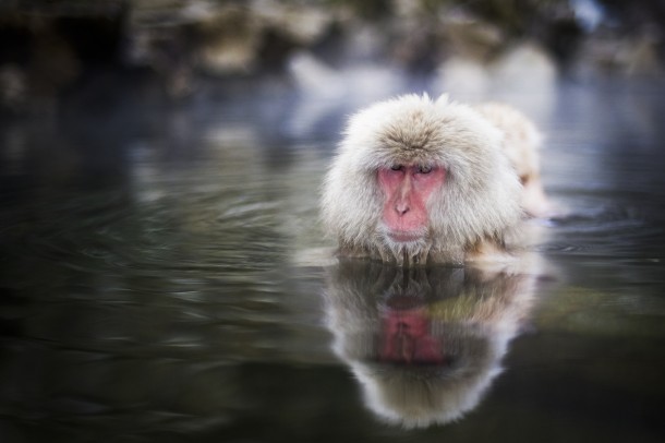 A snow monkey swims slowly across a geothermal pool in Nagano Japan 