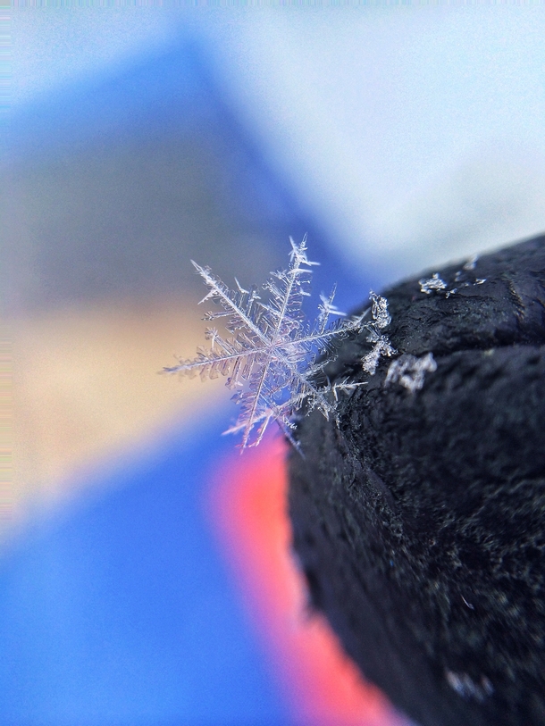 A snowflake from the other day 