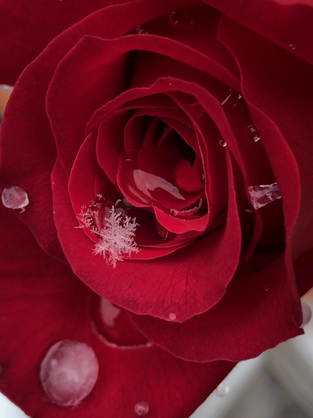A snowflake on a rose 