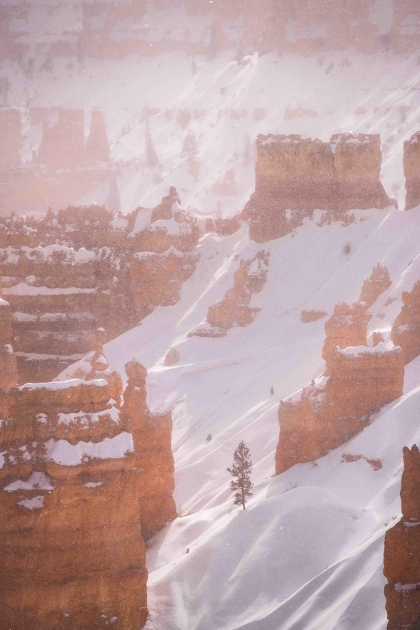 A snowstorm among red rocks Bryce Canyon UT  