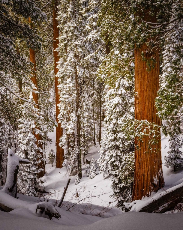 A snowy dreamscape in Sequoia 