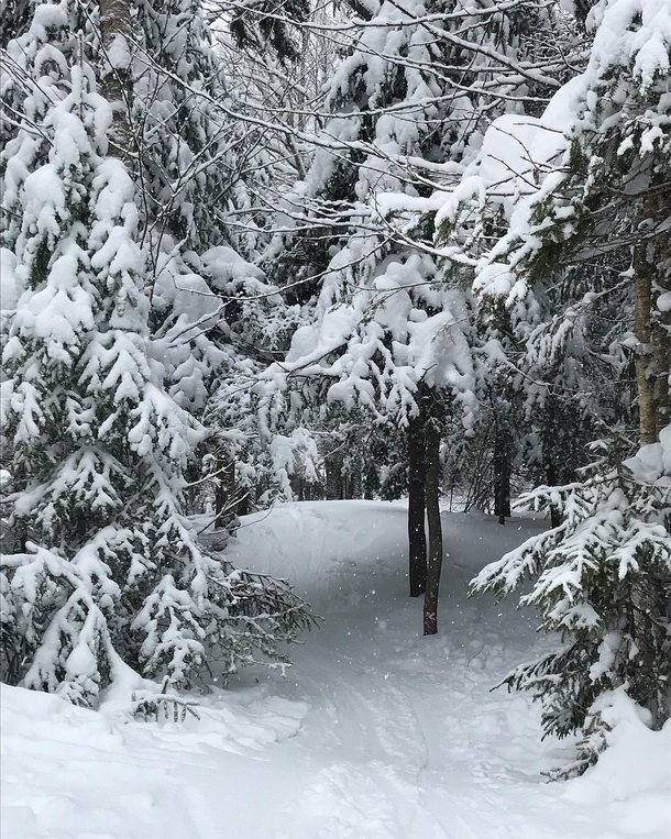 A snowy glade on a Vermont ski mountain