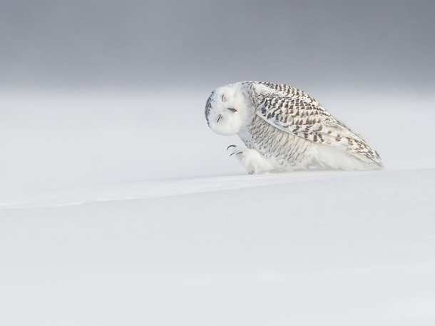 A snowy owl appears to fight against the elements during extreme weather conditions near Quebec City Canada photo by Dominic Roy 