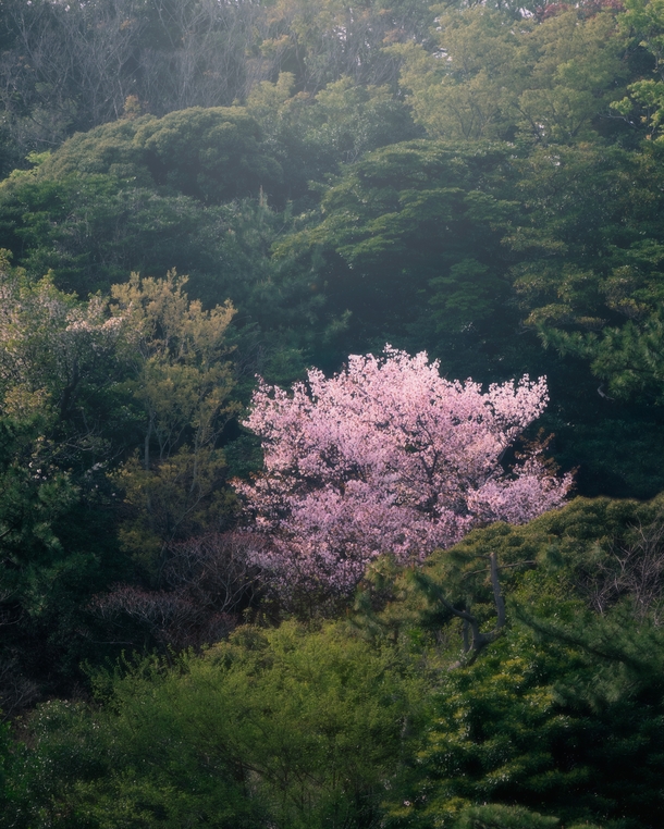 A Solitary Cherry Blossom Tree in Yokohama 