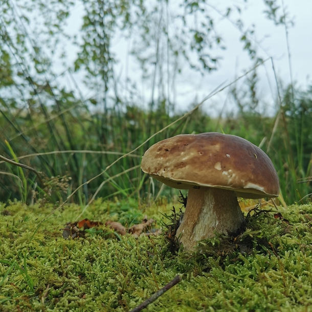 A solitary mushroom I found whilst walking in Woodburn Forest near Carrickfergus N Ireland OC x