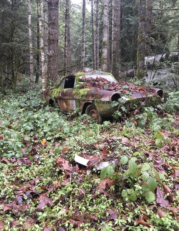 A somewhat rare car sitting in the woods east of Eugene keys are still in the ignition