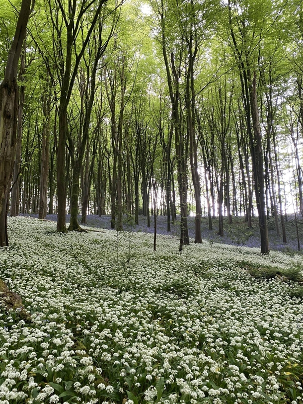 A soothing sea of wild garlic and bluebells in a forest near my home Wales  x