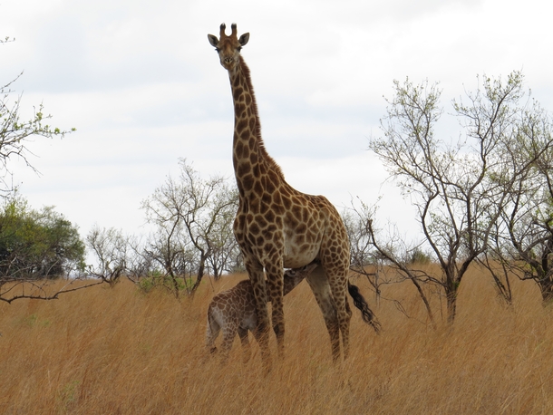 A South African Giraffe Giraffa camelopardalis giraffa and her calf Dinokeng Game Reserve 