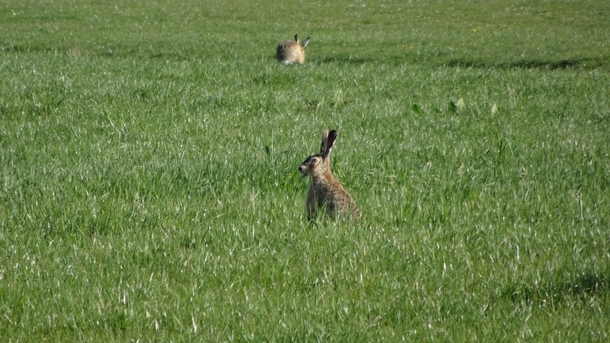 A spingtime hare in the grass