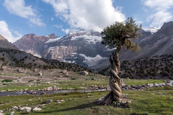 A spiraling tree among the mountains Sughd Province Tajikistan   By Ecosystems amp Biodiversity UNDP