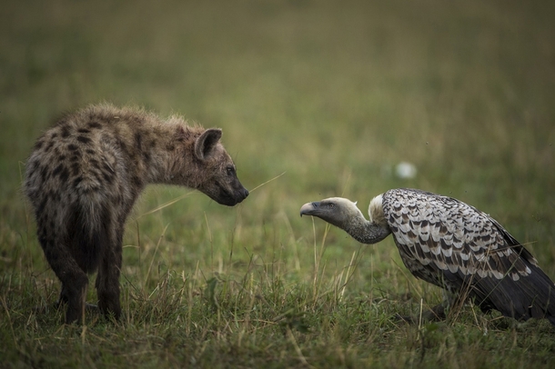 A Spotted Hyena Crocuta crocuta and a White-backed Vulture Gyps africanus locked in a stare-down Majed Al Zaabi 