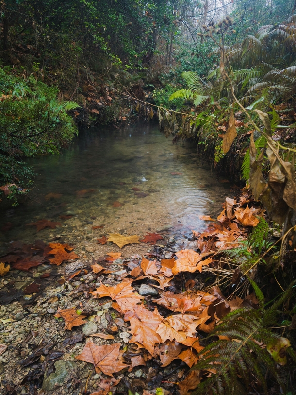 A spring fed stream in the Texas Hill Country 