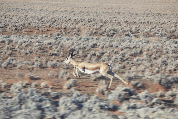 A Springbok at kphmph Spitzkoppe Namibia 