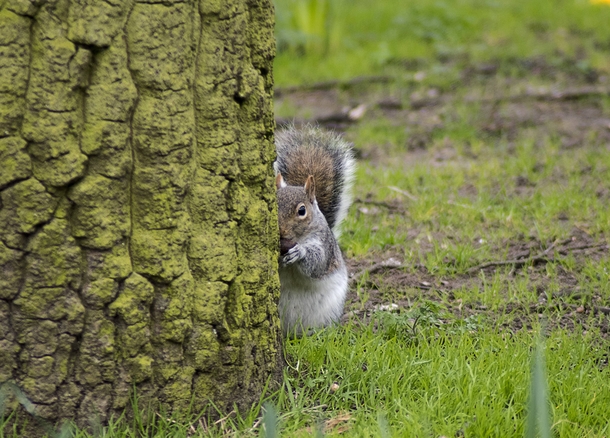 A squirrel playing Peek-A-Boo 