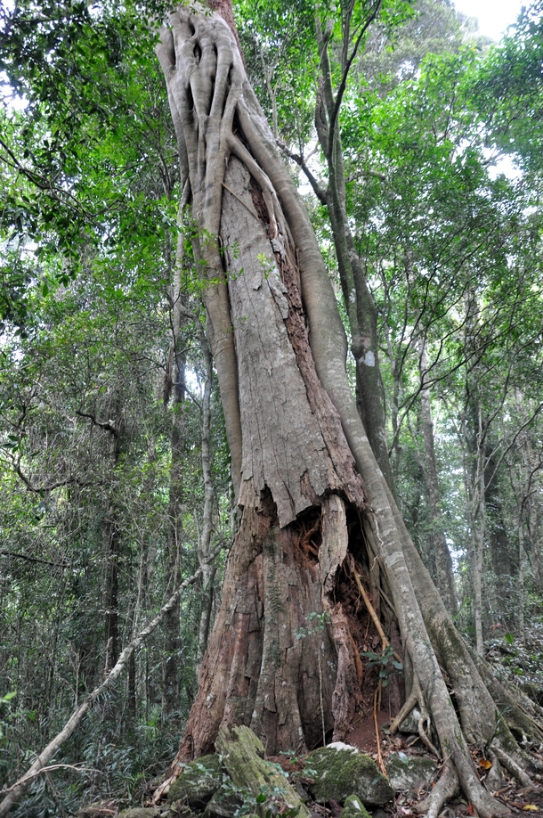 A strangler fig Ficus watkinsiana stopping its victim from falling 