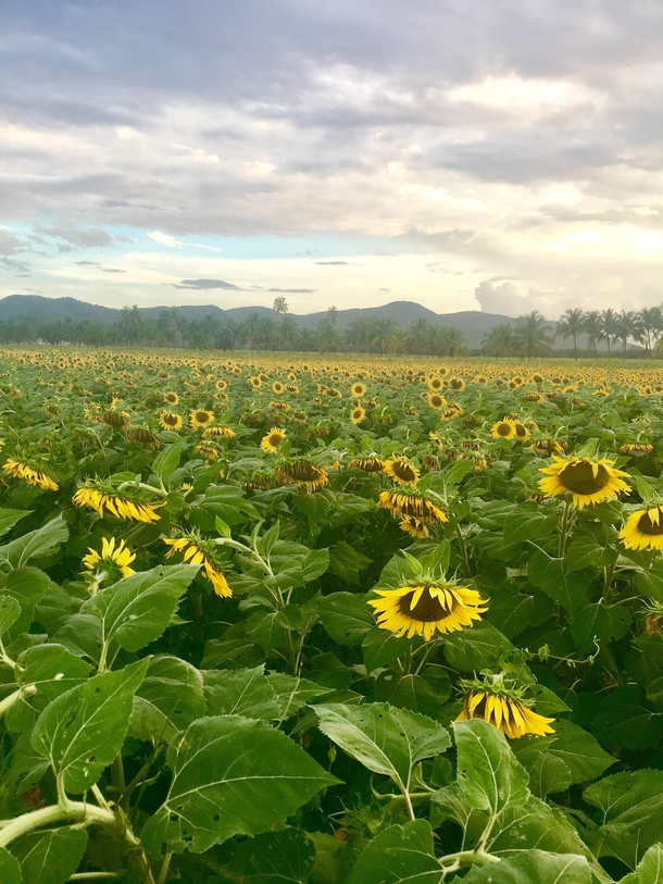 A sunflower field in Gunica Puerto Rico 