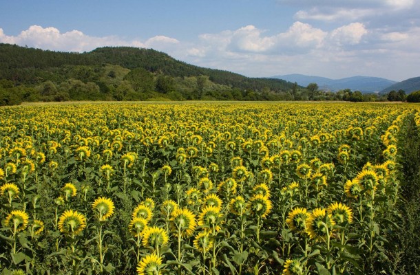 A sunflower field somewhere under the Balkans 
