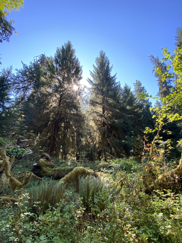 A sunny day at the Hoh Rainforest in Olympic National Park 