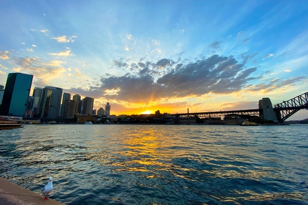 A sunset a seagull and a bridge Sydney Harbour Australia 
