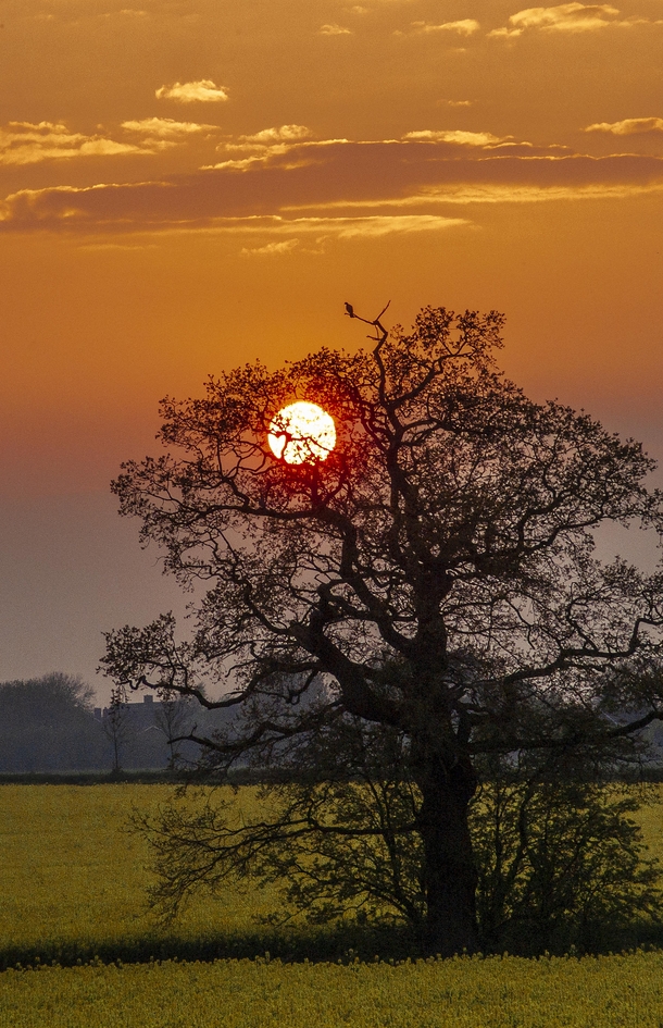 A Sunset for a Single Wood Pigeon - Newport Staffordshire UK  x OC
