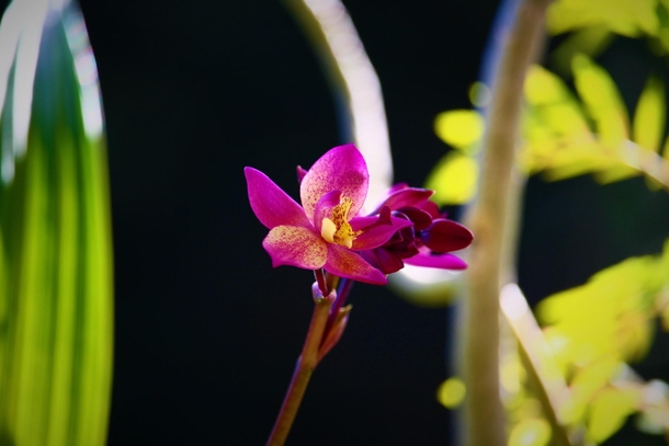 A Sunset Ground Orchid