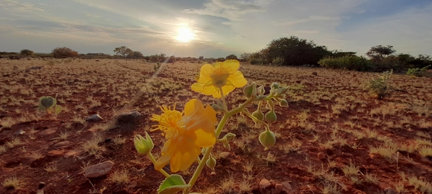 A sunset Pic of flower of plant known in somali balanbal in Beer-dhagahtur Km westrennorth of Harfo Mudug Somalia 