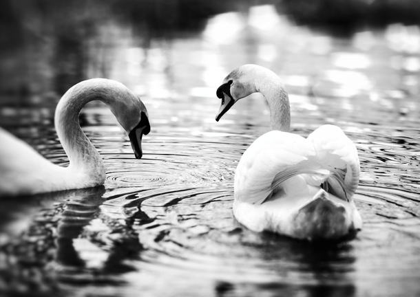 A swan couple in greyscale 