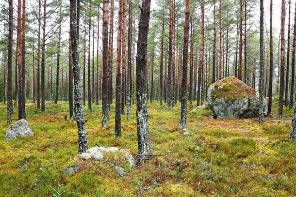 A Swedish february forest 