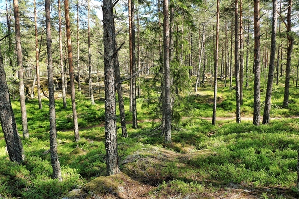 A Swedish forest is like a relaxing livingroom 
